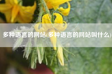 多种语言的网站(多种语言的网站叫什么)