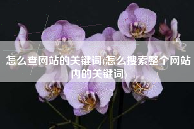 怎么查网站的关键词(怎么搜索整个网站内的关键词)