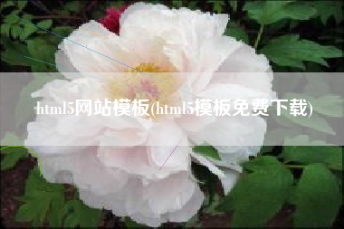 html5网站模板(html5模板免费下载)
