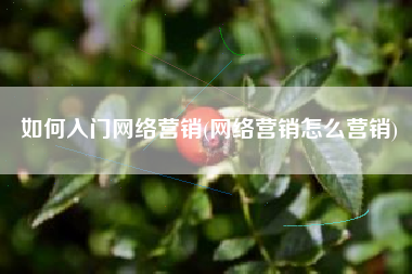 如何入门网络营销(网络营销怎么营销)