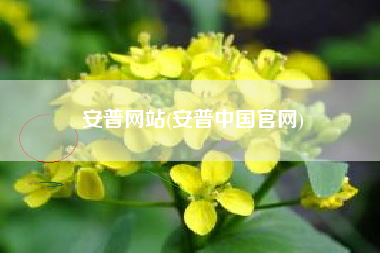 安普网站(安普中国官网)