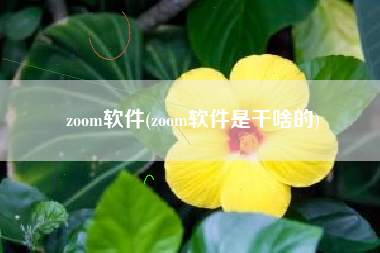 zoom软件(zoom软件是干啥的)