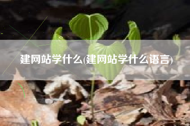 建网站学什么(建网站学什么语言)