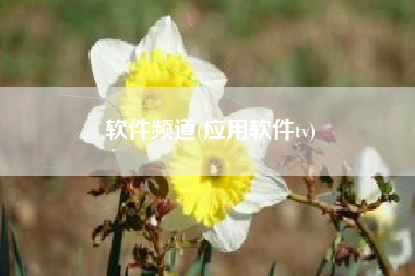 软件频道(应用软件tv)