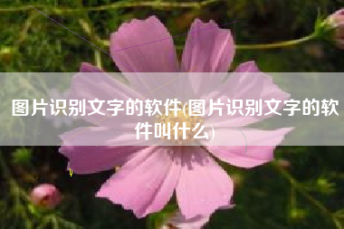 图片识别文字的软件(图片识别文字的软件叫什么)