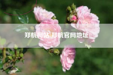 郑航网站(郑航官网地址)