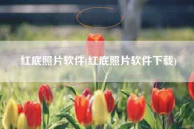 红底照片软件(红底照片软件下载)