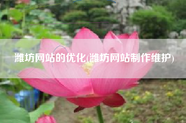 潍坊网站的优化(潍坊网站制作维护)