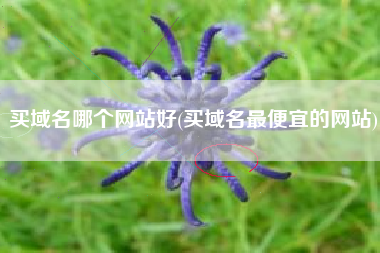 买域名哪个网站好(买域名最便宜的网站)