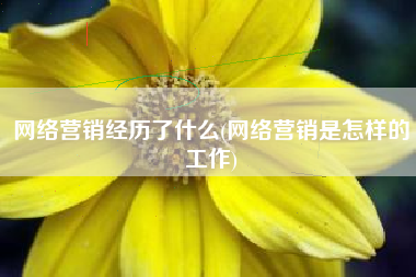 网络营销经历了什么(网络营销是怎样的工作)