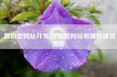营销型网站开发(营销型网站有哪些建设流程)