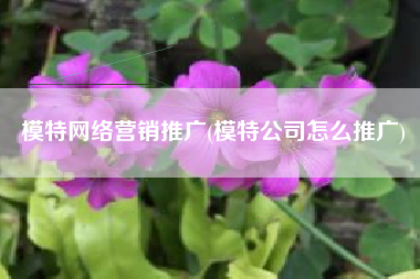 模特网络营销推广(模特公司怎么推广)