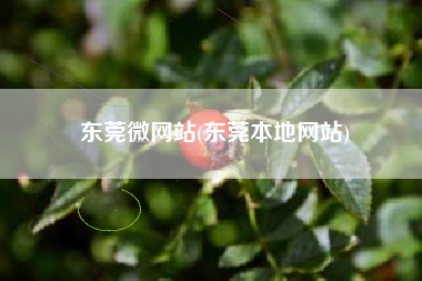 东莞微网站(东莞本地网站)