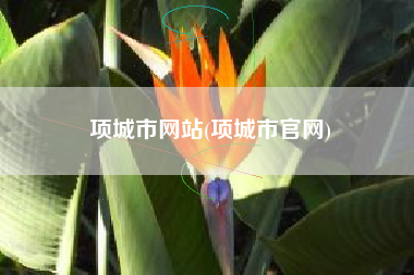 项城市网站(项城市官网)