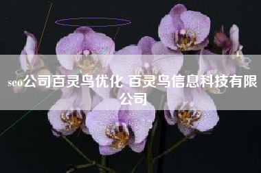 seo公司百灵鸟优化 百灵鸟信息科技有限公司