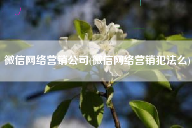 微信网络营销公司(微信网络营销犯法么)