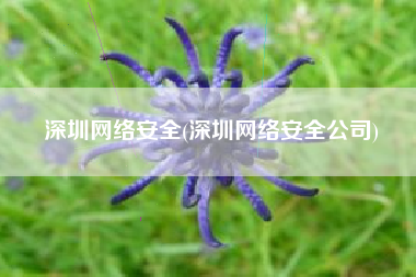 深圳网络安全(深圳网络安全公司)