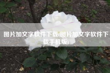 图片加文字软件下载(图片加文字软件下载手机版)