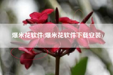 爆米花软件(爆米花软件下载安装)