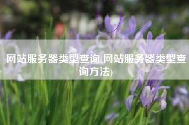 网站服务器类型查询(网站服务器类型查询方法)